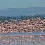 Limassol Attractions: Akrotiri Salt Lake Flamingos
