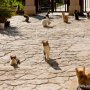 Limassol Attractions: Cats Living At St. Nicholas Monastery