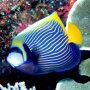 Protaras Attractions: Ocean Aquarium - Tropical Fish
