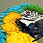 Protaras Attractions: Ocean Aquarium Parrot