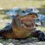 Protaras Attractions: Ocean Aquarium - Crocodile