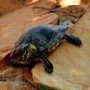 Protaras Attractions: Ocean Aquarium - Turtle