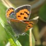 Ayia Napa Attractions: Cape Greco - Butterflies