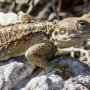 Ayia Napa Attractions: Cape Greco - Lizards