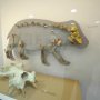 Ayia Napa Attractions: Thalassa Museum - Hippo Bones