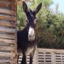 Cyprus Donkey Sanctuary